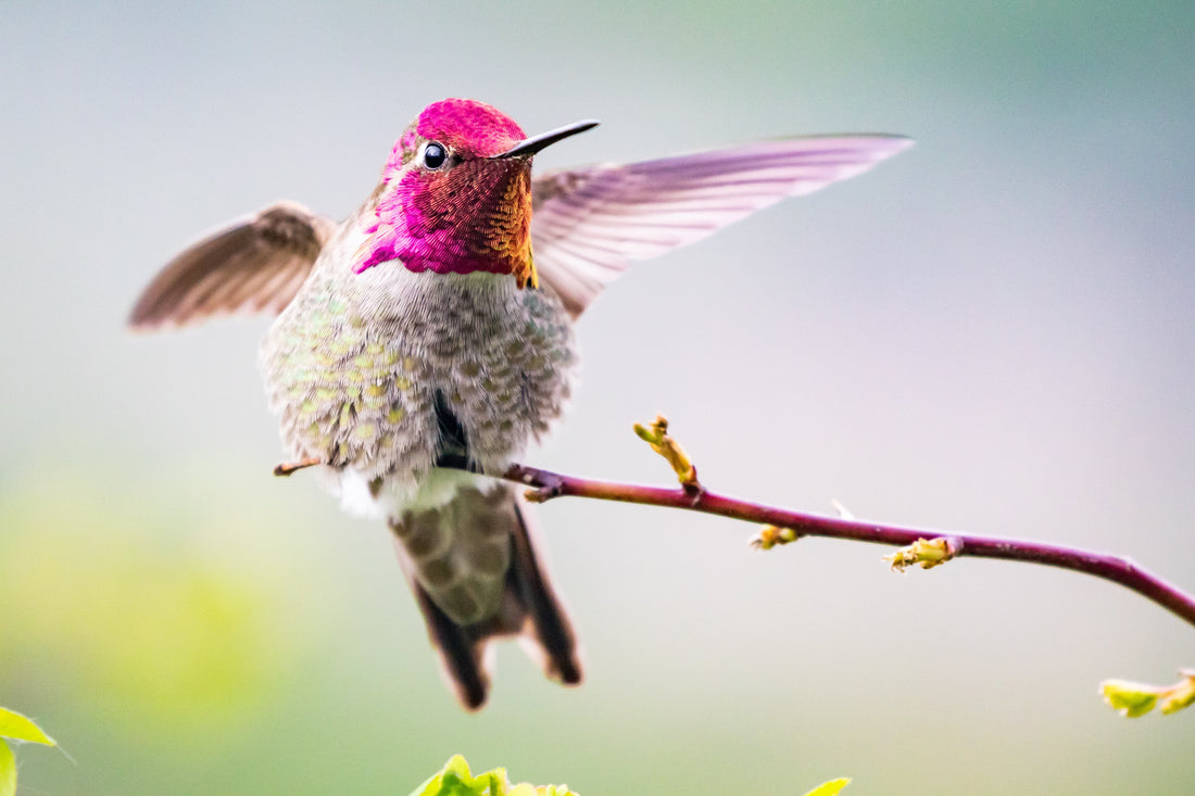 Anna's Hummingbird: How to Identify That Rose-Pink Head at Your Feeder