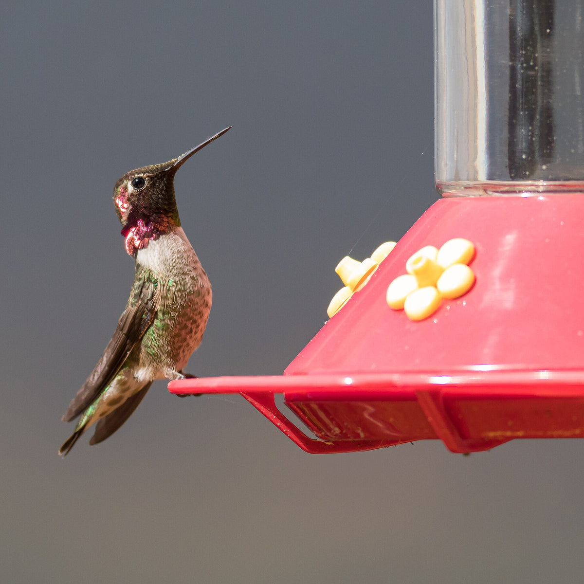 An Anna's Hummingbird feeding at a nectar feeder, illustrating how often nectar should be changed