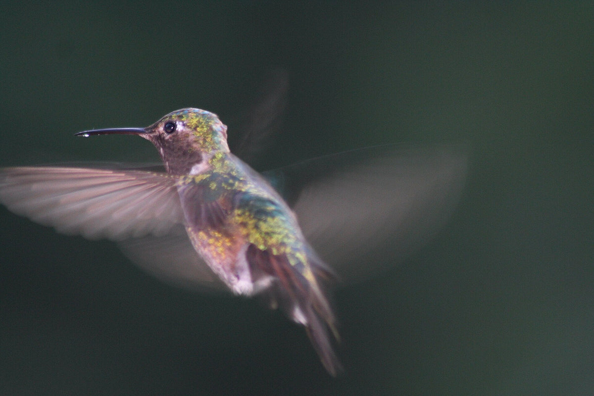 A male Broad-tailed Hummingbird hovering in mid-air with its wings blurred