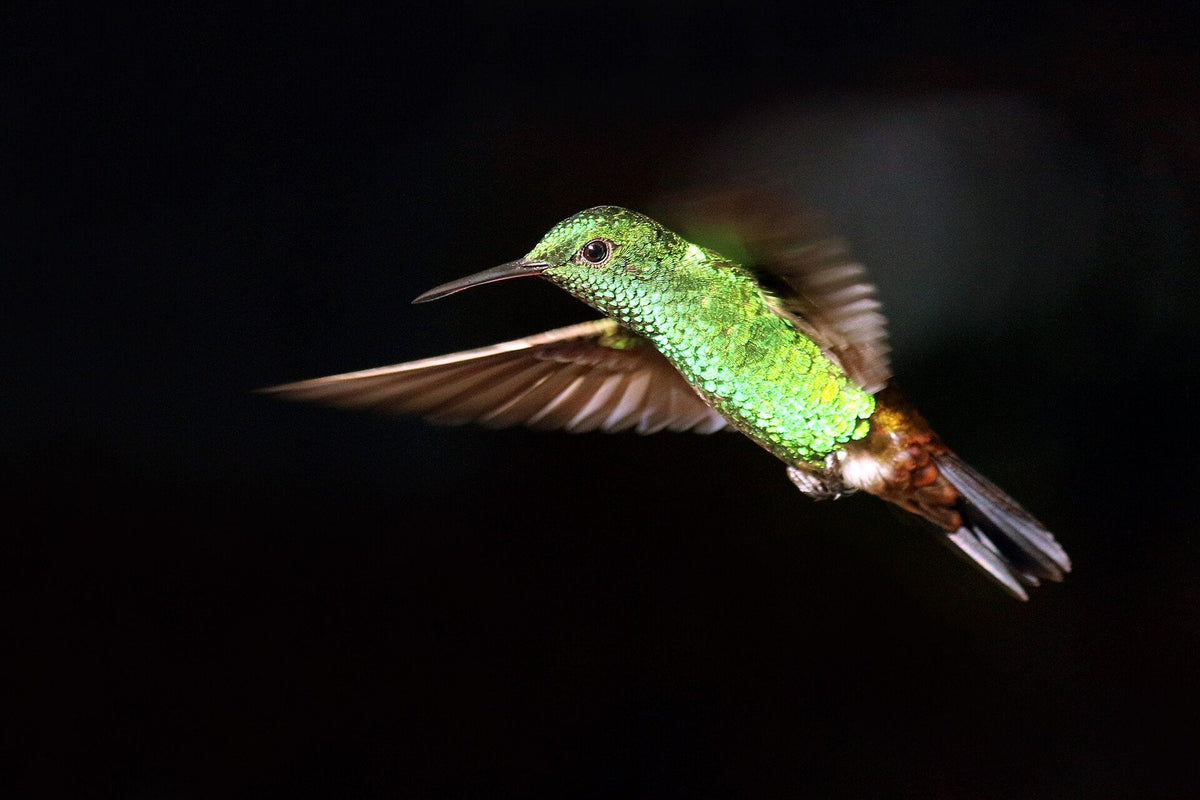 A Copper-rumped Hummingbird in flight against a dark background