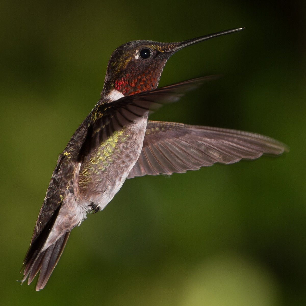 A male Ruby-throated Hummingbird hovering with both wings fully extended