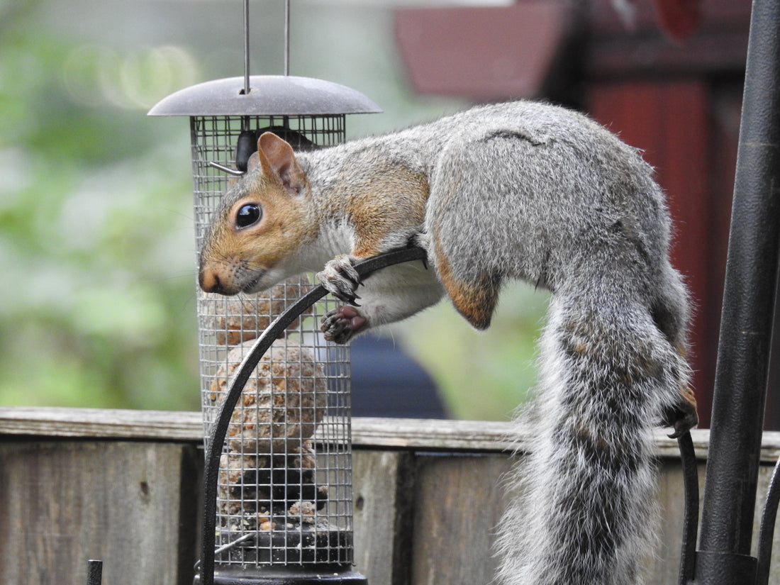 Squirrel-Proof Hummingbird Feeders: What Actually Works (and What Doesn't)