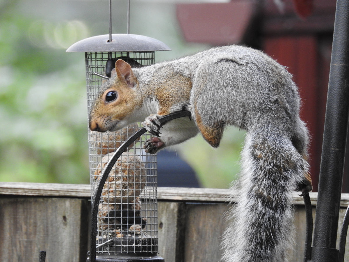 Squirrel-Proof Hummingbird Feeders: What Actually Works (and What Doesn't)