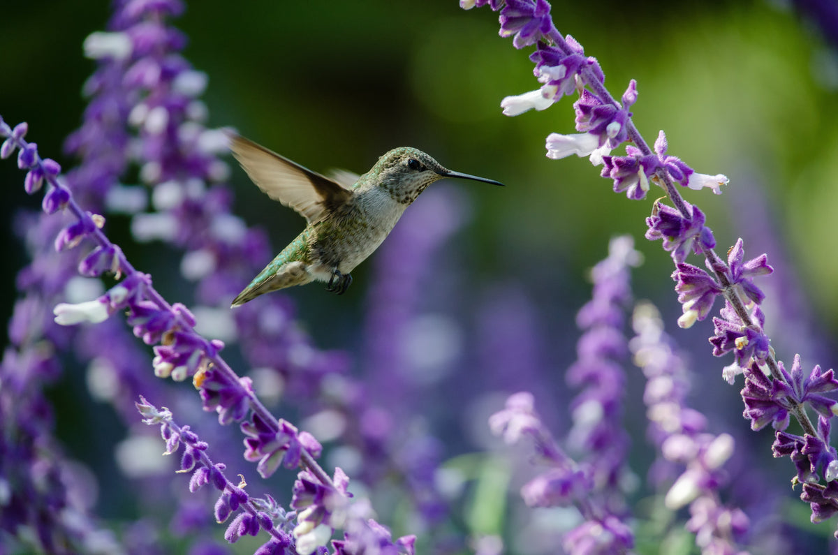 Hummingbird Sage: The Shade-Loving Native That Blooms Before Spring Fully Arrives