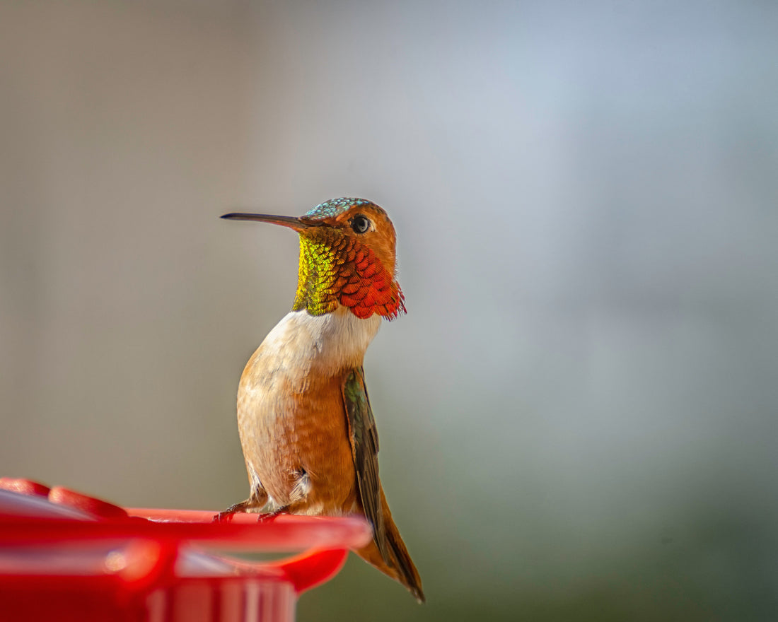 When Are Hummingbirds Most Active? Dawn, Dusk, and the Biology Behind Both