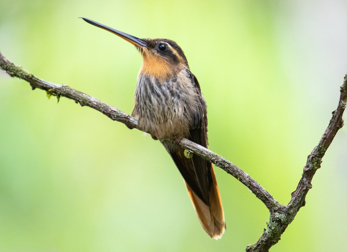 Do Hummingbirds Fly at Night?
