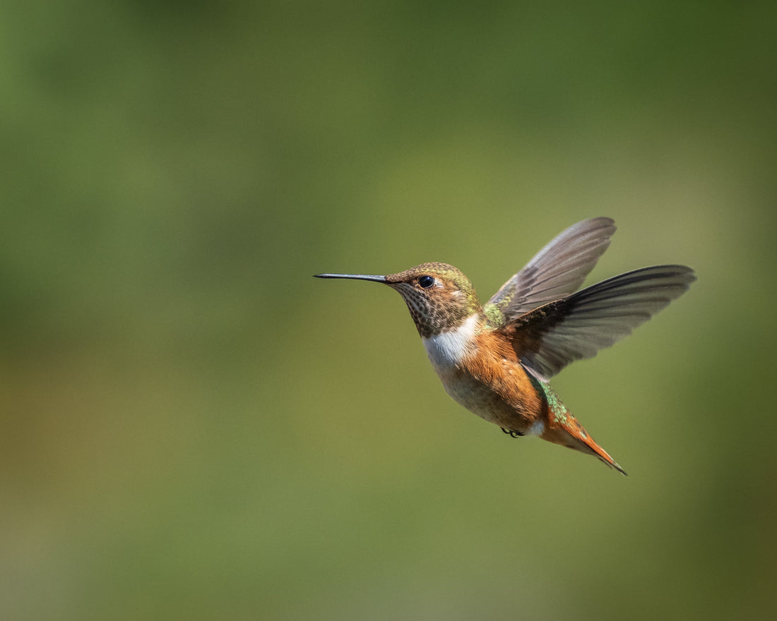 How Long Can a Hummingbird Go Without Food?