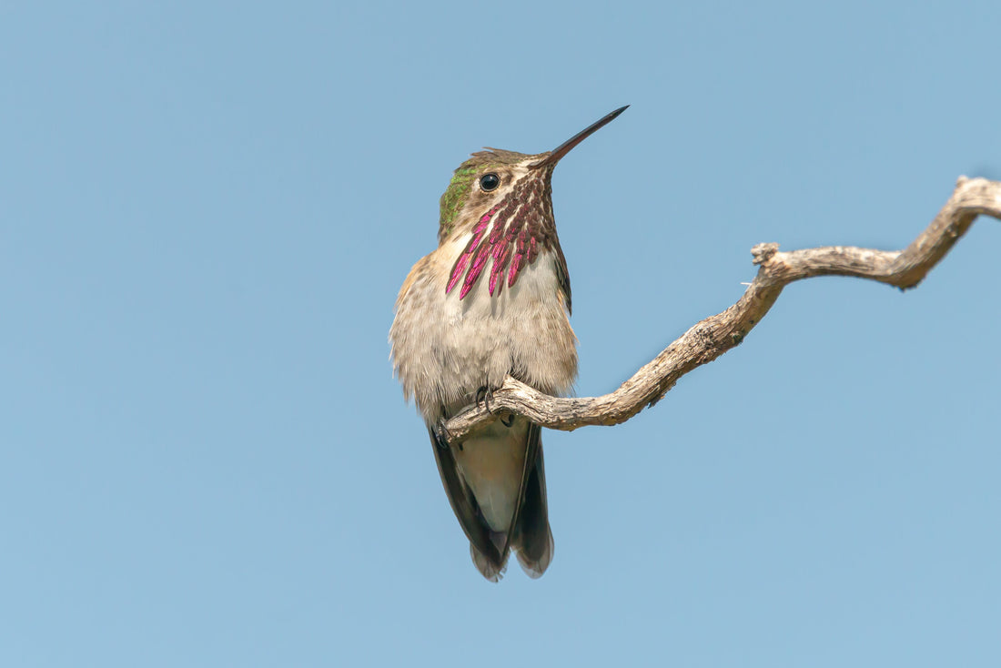 A male Calliope Hummingbird perched against a clear blue sky, magenta streaks radiating down from its white throat