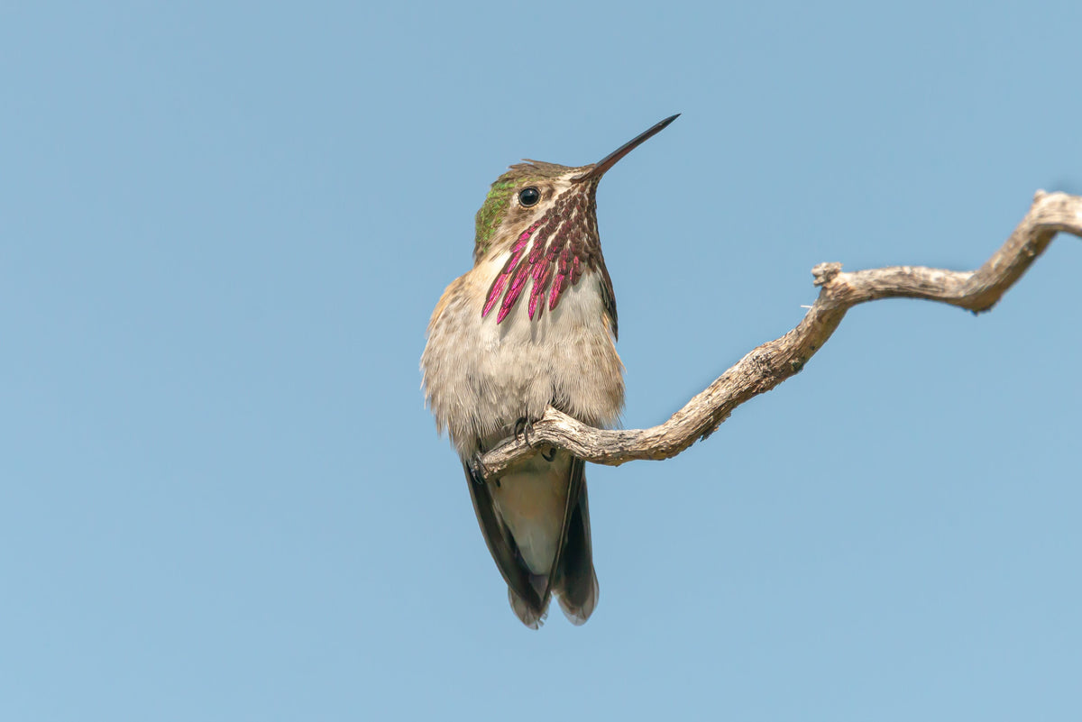 A male Calliope Hummingbird perched against a clear blue sky, magenta streaks radiating down from its white throat