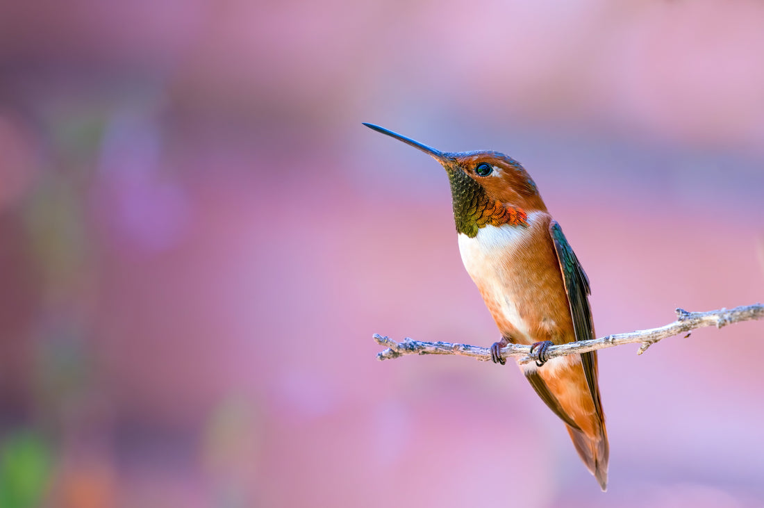 Rufous Hummingbird: How to Identify One and What It Keeps Getting Mistaken For
