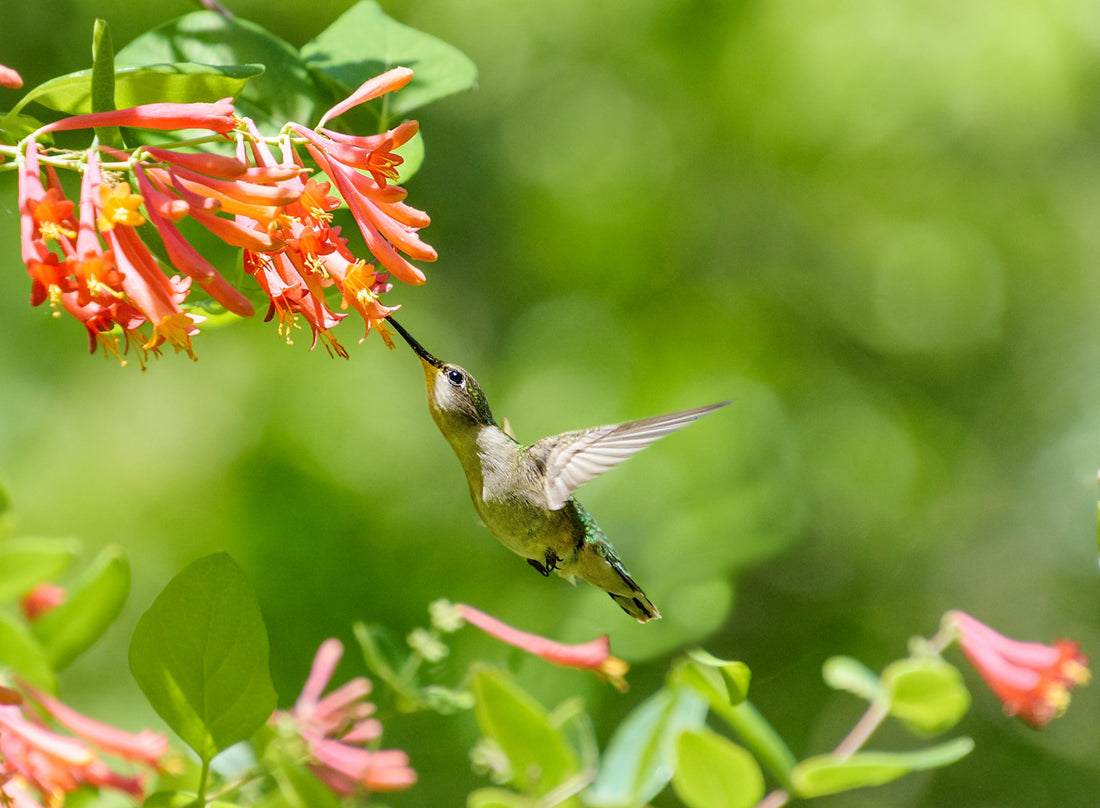 Hummingbird Mint (Agastache): The Low-Maintenance Way to Keep Hummingbirds Coming All Summer