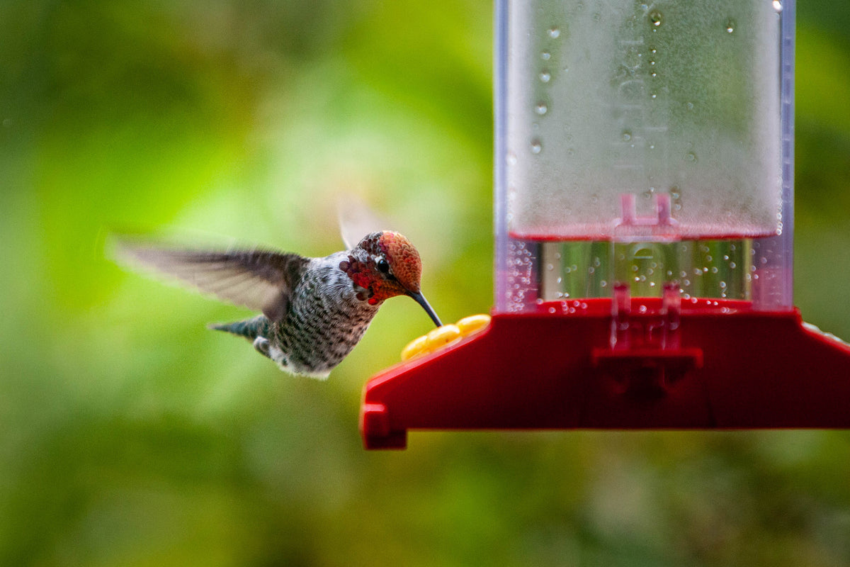 An Anna's Hummingbird in flight approaching a red hummingbird feeder