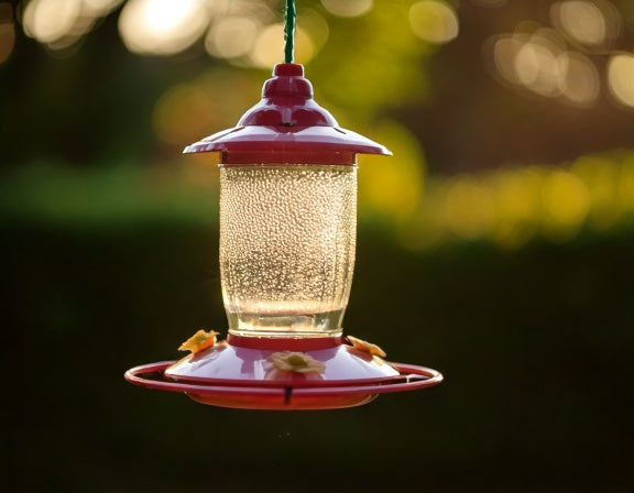 Why Did My Hummingbirds Stop Coming to My Feeder?