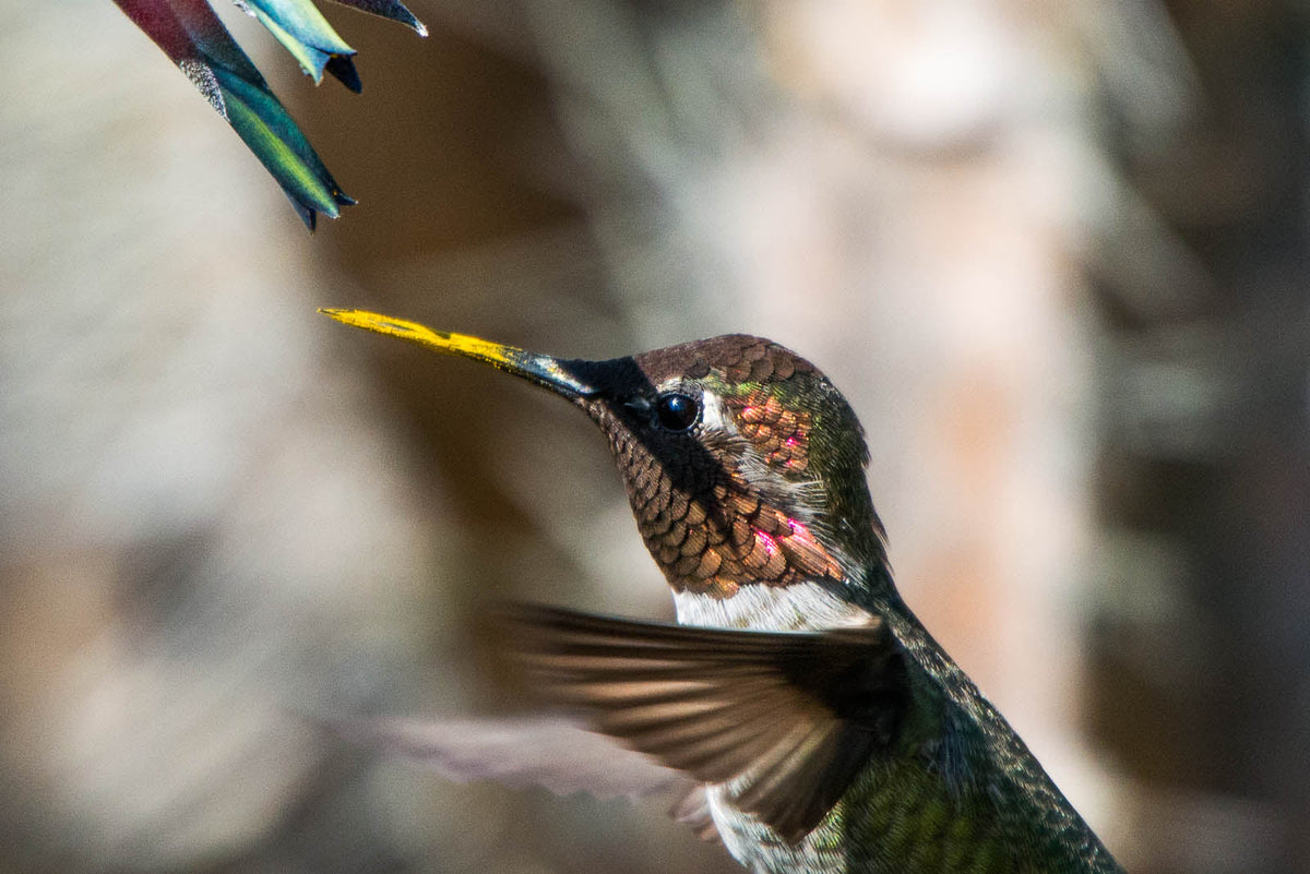 Close-up of a hummingbird's head and eye as it feeds at a nectar feeder port