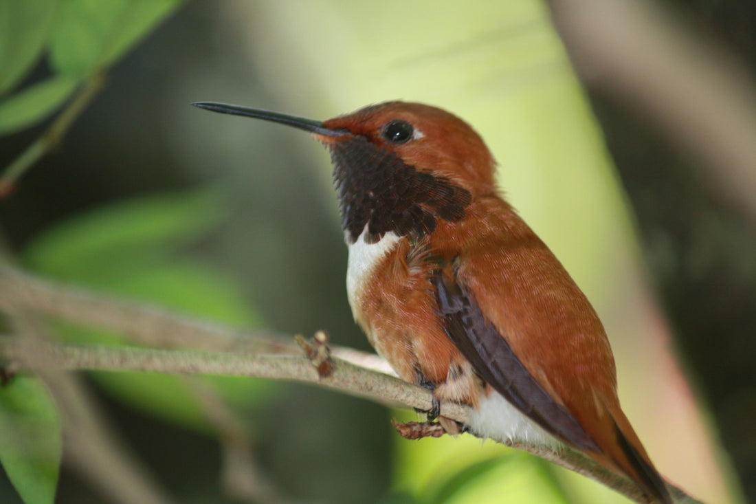 Adult male Rufous Hummingbird perched on a branch, showing the coppery-orange back and head and the white breast patch typical of the species