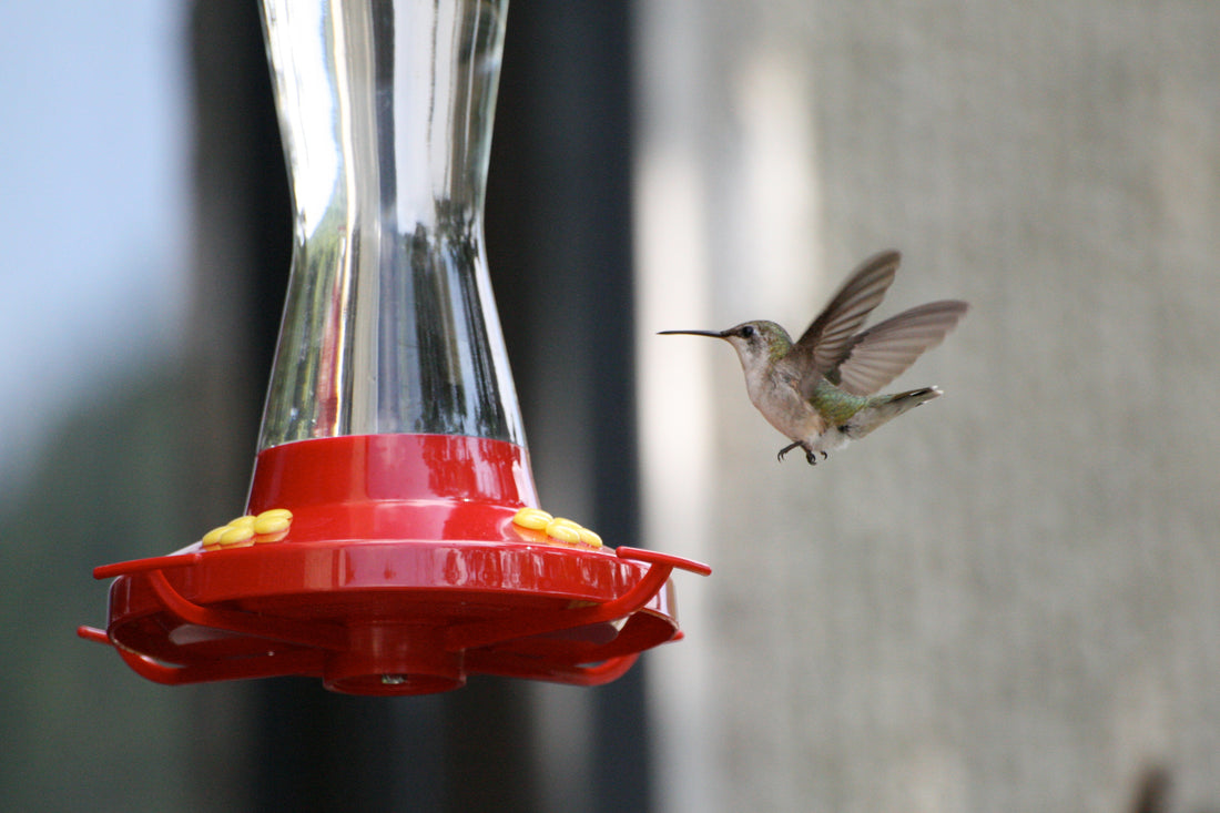 A hummingbird hovering beside a red plastic nectar feeder