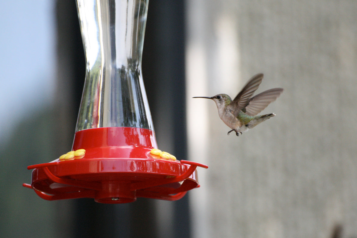A hummingbird hovering beside a red plastic nectar feeder