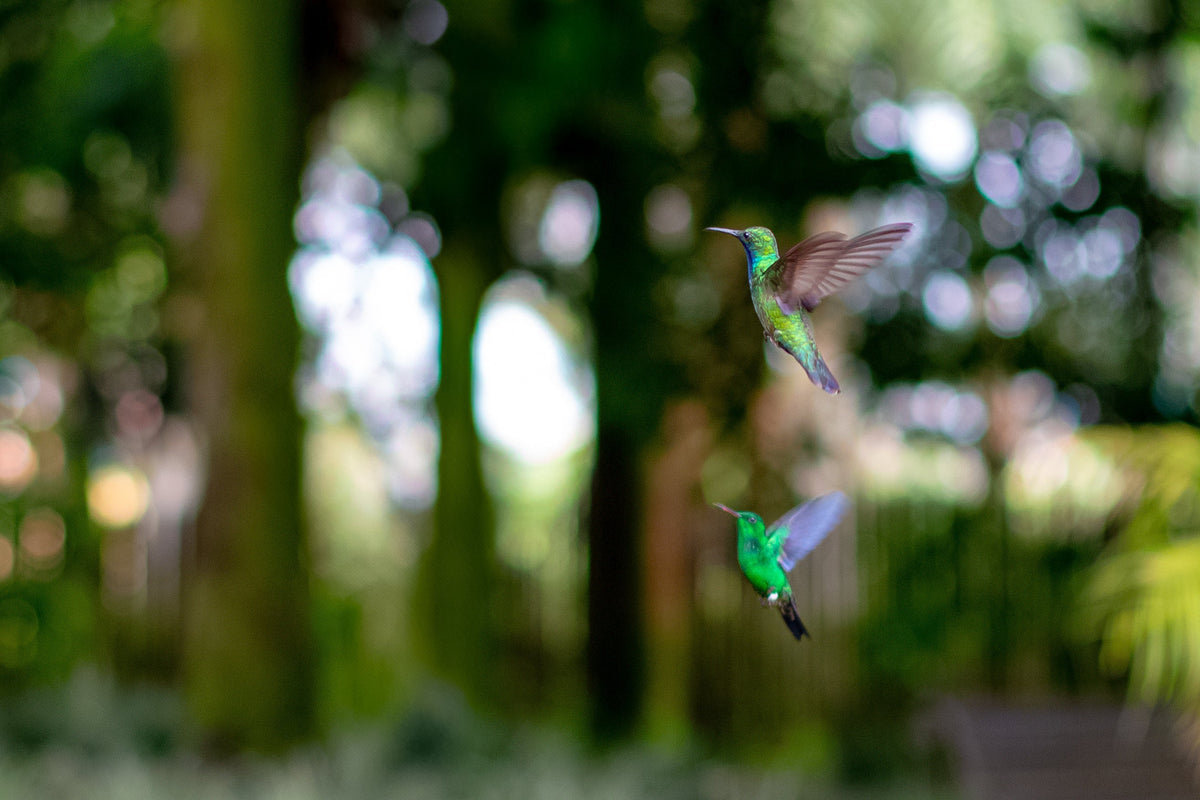 Two hummingbirds in flight close to one another in a forest clearing