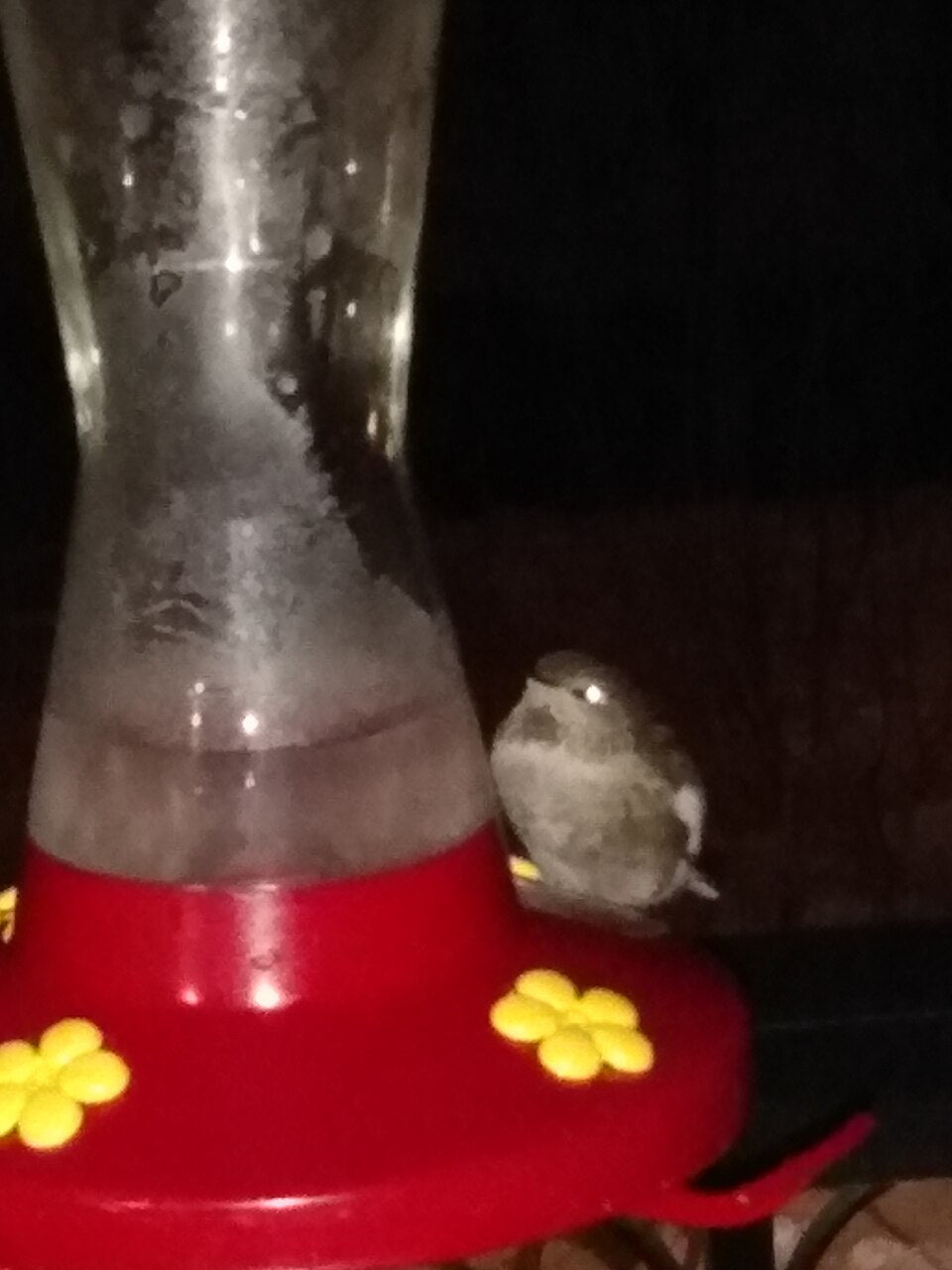 An Anna's Hummingbird sitting motionless on a feeder perch at night in winter