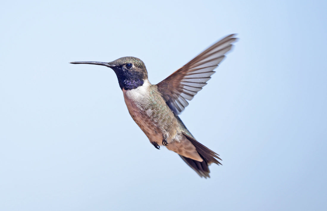 Adult male Black-chinned Hummingbird hovering against a pale blue sky, showing a black throat with a narrow violet band along its lower edge