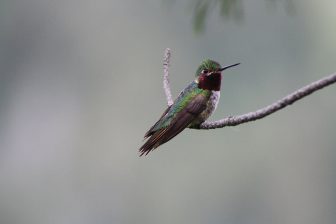 A male Broad-tailed Hummingbird perched on a bare twig, its rose-magenta throat patch catching the light and its tail extending past the folded wingtips