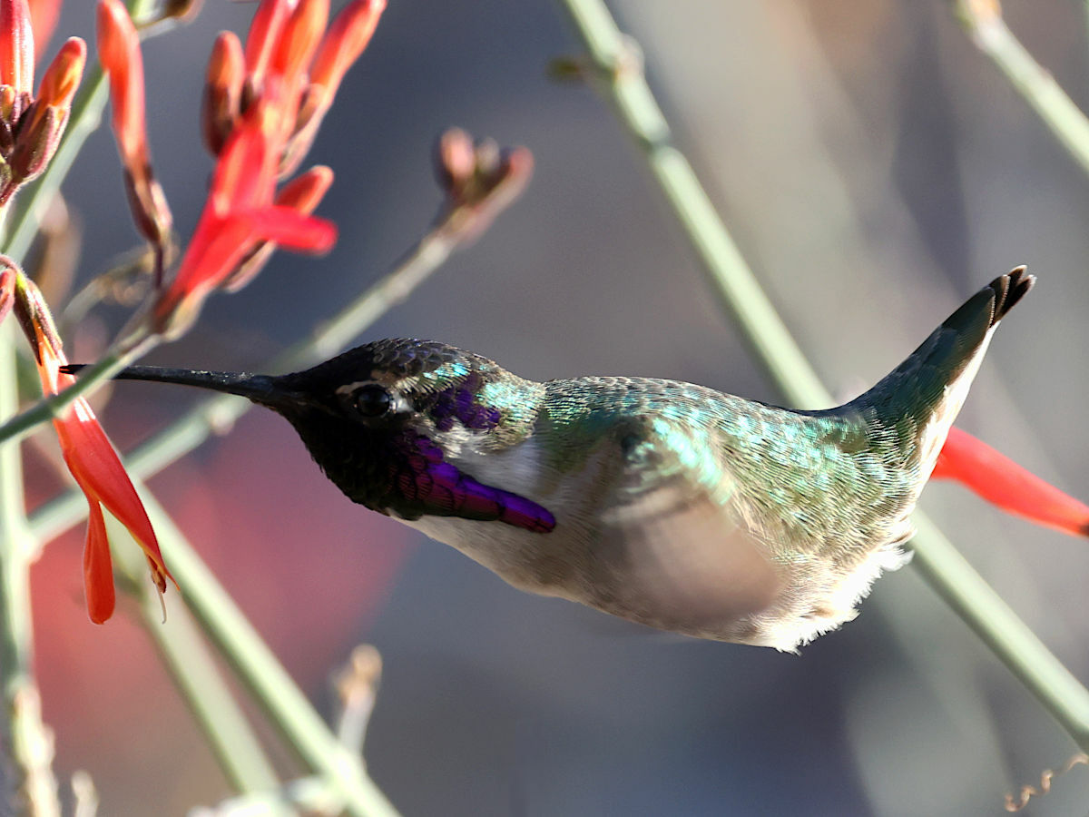 Costa's Hummingbird: The Desert Species With a Mustache-Shaped Gorget
