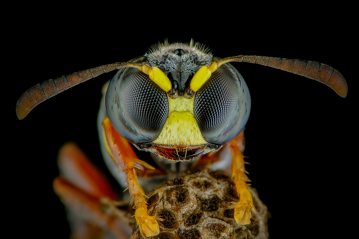 How to Keep Wasps Away From a Hummingbird Feeder