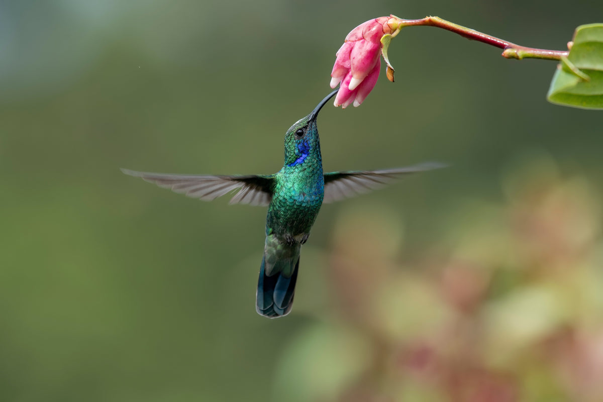 Mexican Violetear: The Hummingbird That Turns Up Almost Anywhere