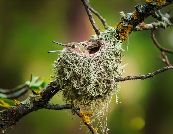 A tiny lichen-covered hummingbird nest camouflaged on a thin tree branch, with an adult hummingbird's head and bill visible inside