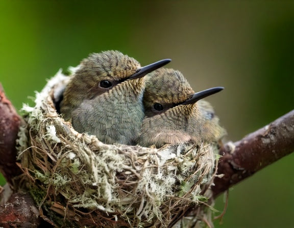 What Baby Hummingbirds Are Actually Like