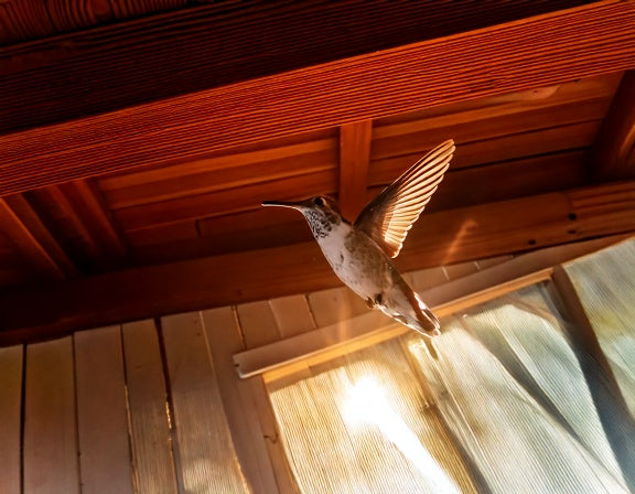 How to Get a Hummingbird Out of Your Garage, Safely
