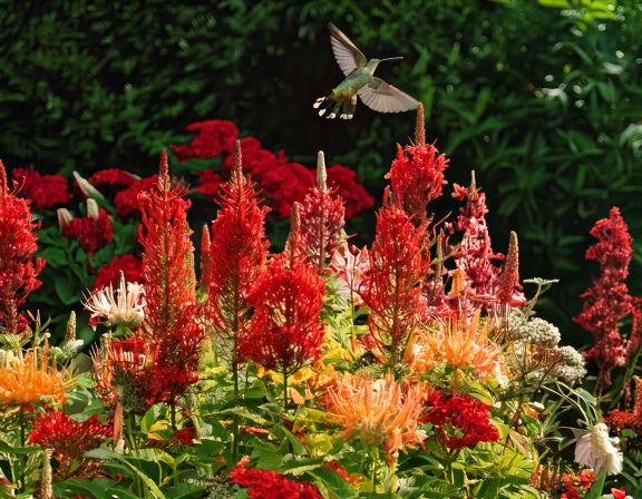 How to Design a Hummingbird and Butterfly Garden