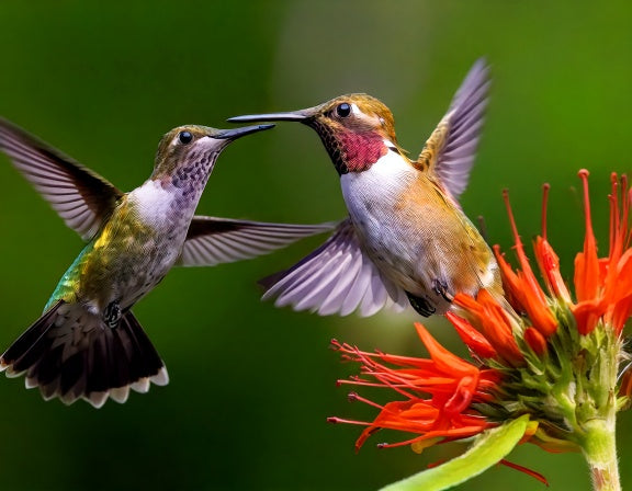 Do Hummingbirds Mate for Life? What Actually Happens