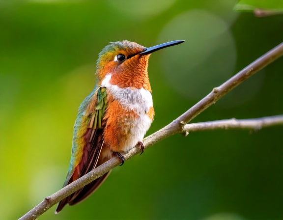 A hummingbird perched on a thin branch, the position from which it typically defecates while resting between feeds.