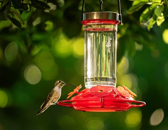 Hummingbird Predators: The Praying Mantis Risk, Explained