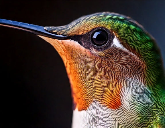 Do Hummingbirds Have a Sense of Smell? Barely, But They Can Taste