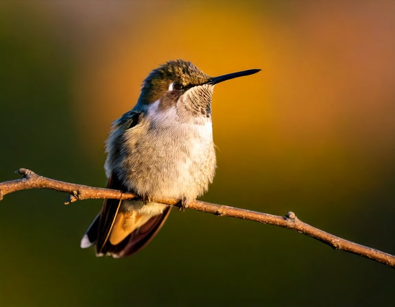 When a Hummingbird Needs Help (and When It's Just Resting)