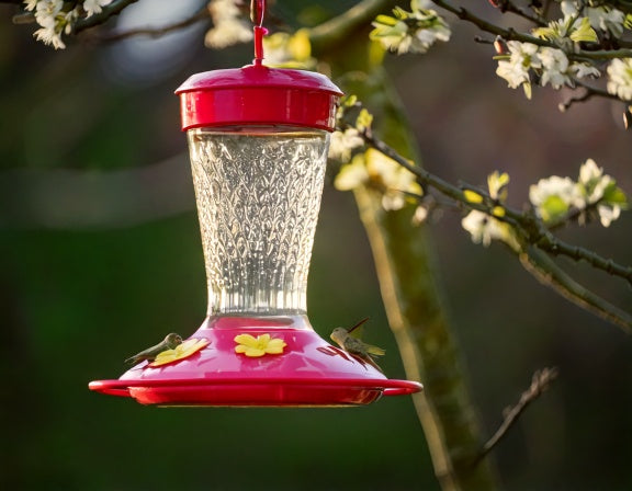 When to Put Up Hummingbird Feeders in Spring