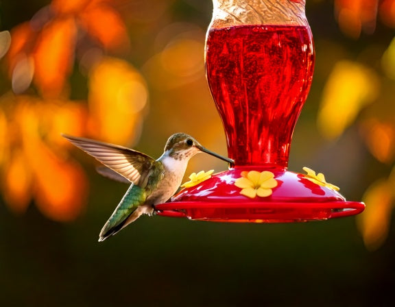 When to Stop Feeding Hummingbirds: Why Rushing Is the Bigger Mistake