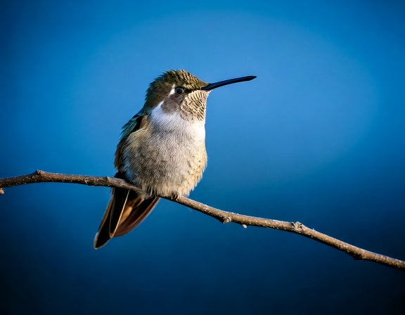 A hummingbird perched on a thin branch against a blue sky