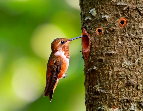 Do Hummingbirds Drink Tree Sap? Yes, Especially in Early Spring