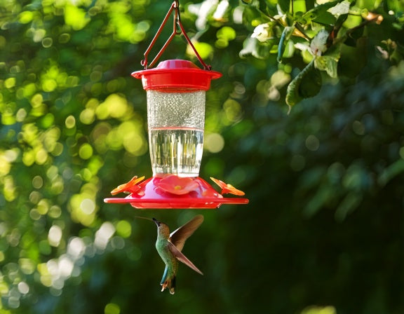 Where to Hang a Hummingbird Feeder (and 3 Spots to Avoid)