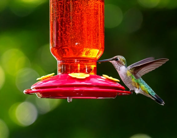 Can You Have a Hummingbird as a Pet? The Real Answer