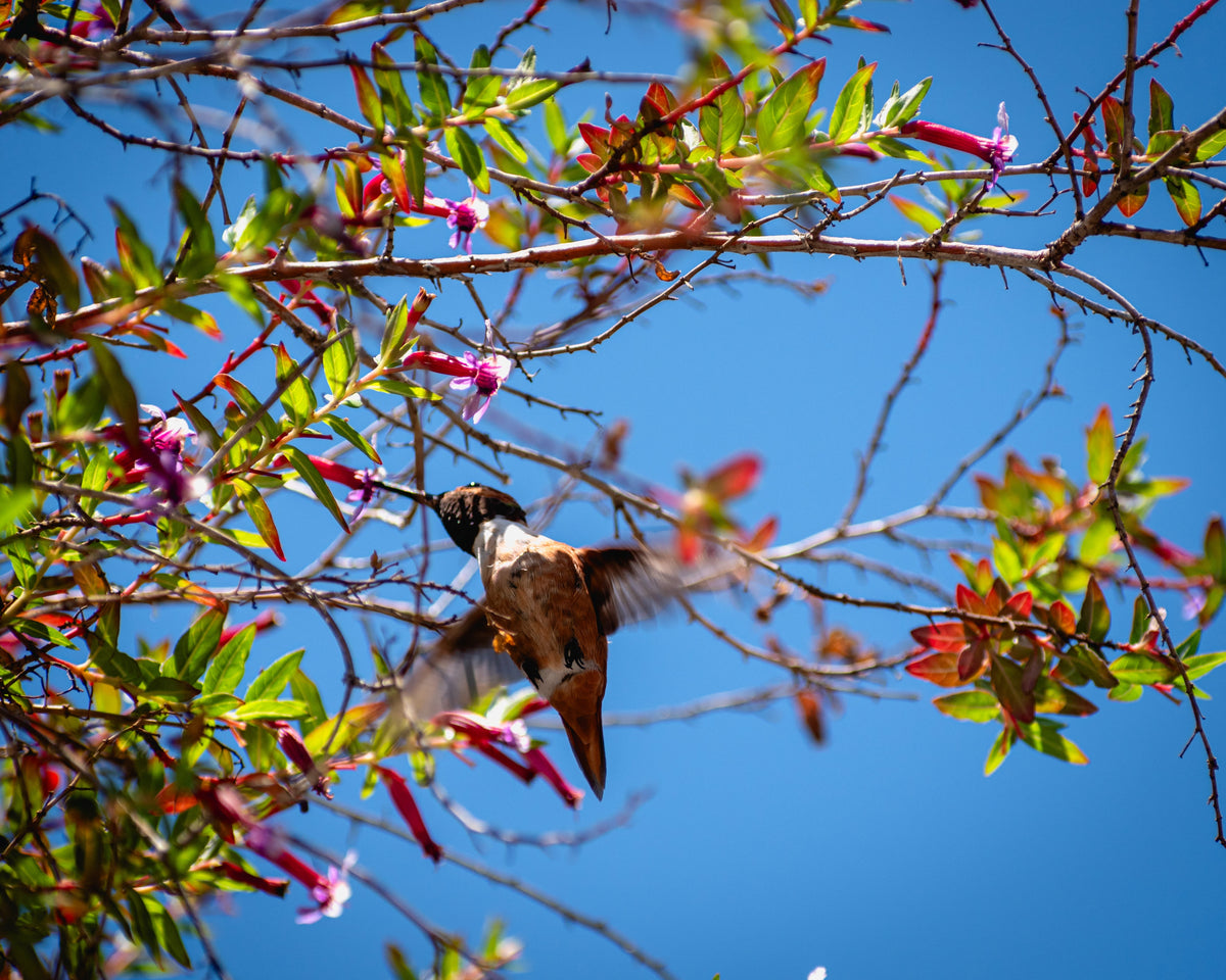 Hummingbird Heart Rate: How It Compares to Other Animals