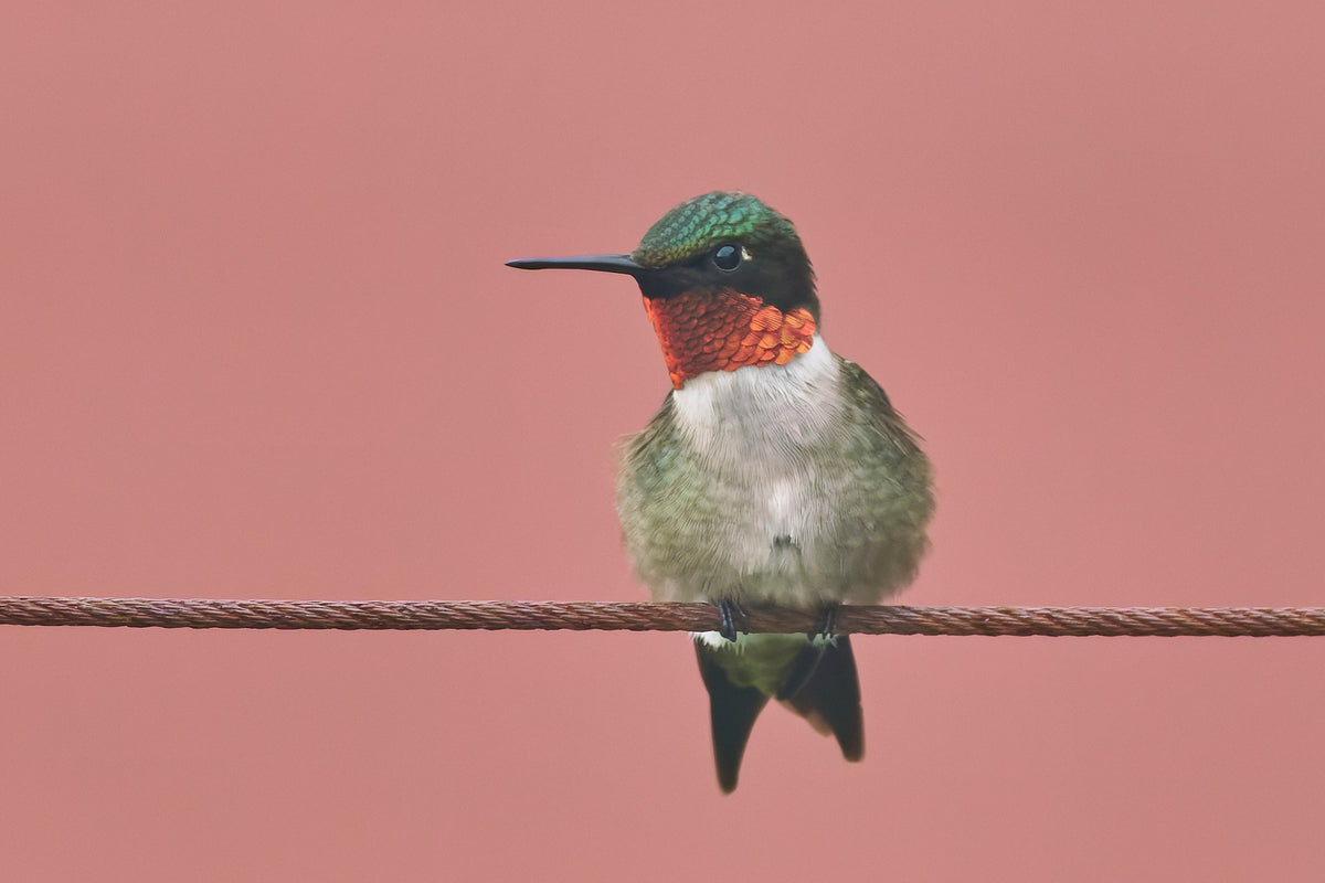 An adult male Ruby-throated Hummingbird perched on a branch, showing its iridescent red throat patch
