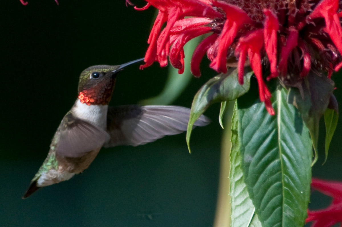 Ruby-throated Hummingbird: How to Identify the One at Your Feeder